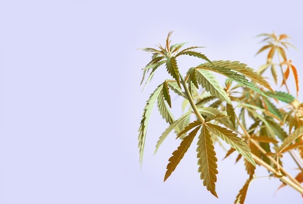 Learn the best recreational alternatives to the use of cannabis for relaxation